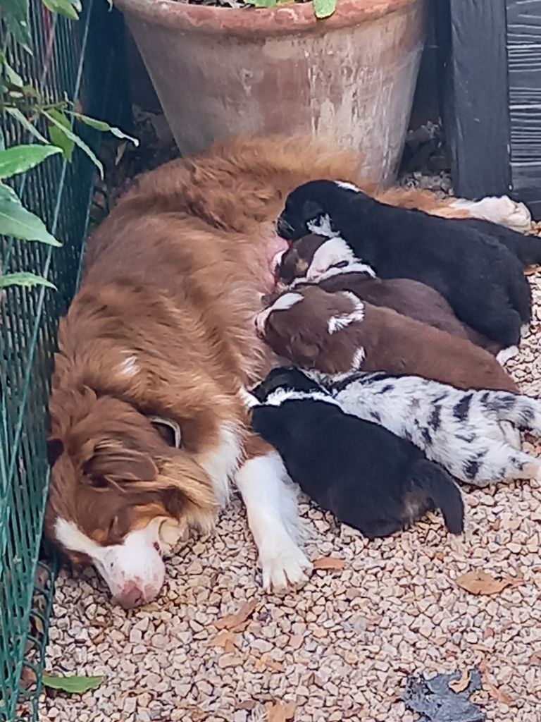 Naissance des bébés de Pépite